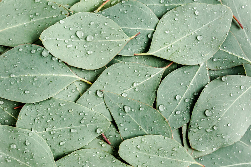 What's So Special About Eucalyptus? - Osmia