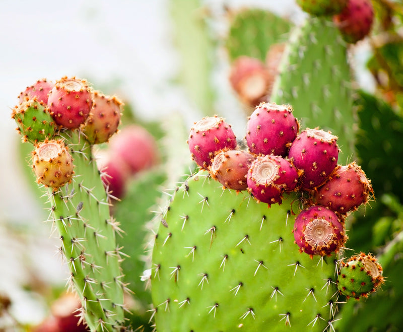 What's So Special About Prickly Pear? - Osmia