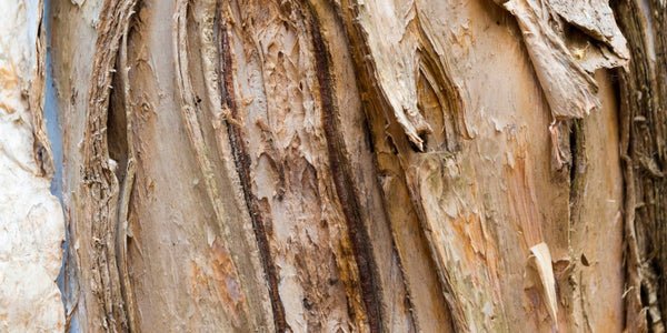What's So Special About Cajeput? - Osmia