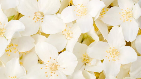 Are Beauty Secrets Real? What Skincare Really Works—and What Doesn’t - Osmia