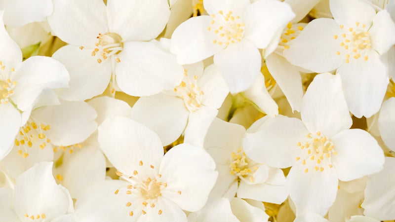 Are Beauty Secrets Real? What Skincare Really Works—and What Doesn’t - Osmia