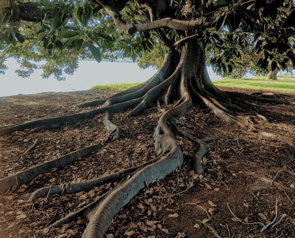 Reflections on Going Gray: Growing Out My Natural Hair - Osmia