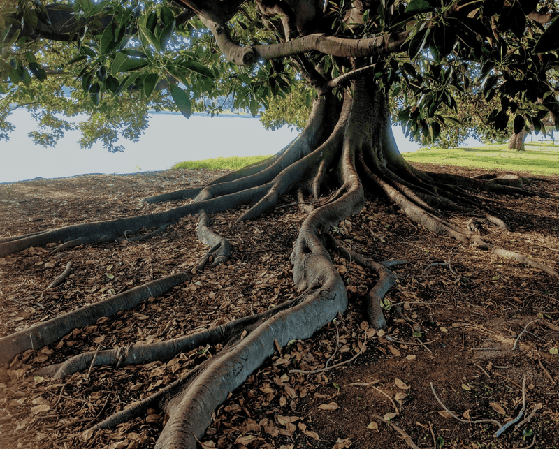 Reflections on Going Gray: Growing Out My Natural Hair - Osmia