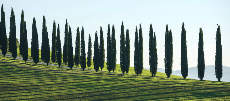 What's So Special About Cypress? - Osmia