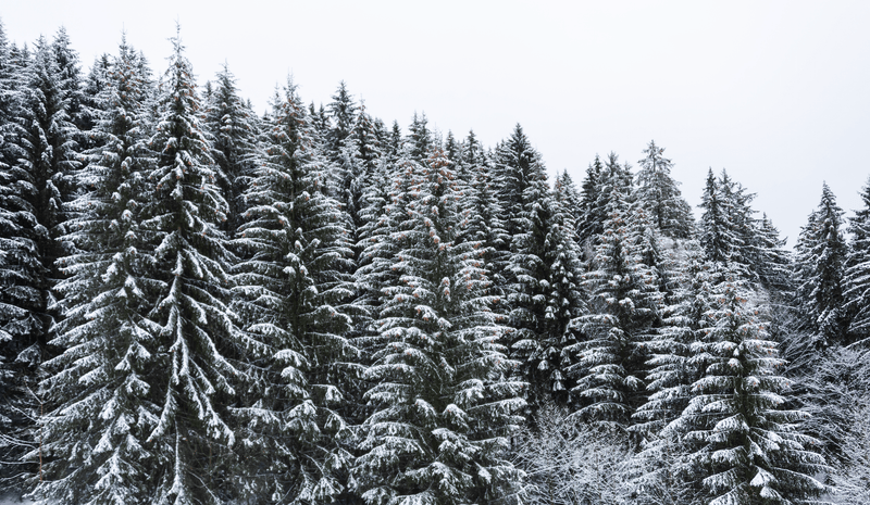 What's So Special About Black Spruce? - Osmia