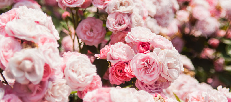 What's So Special About Rose? - Osmia