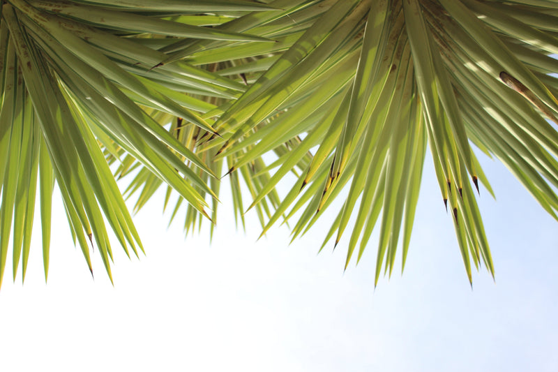 The Palm Qualm - Osmia