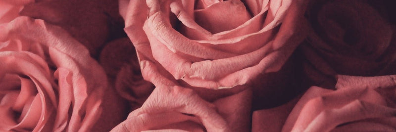 The Breathing Roses - Osmia