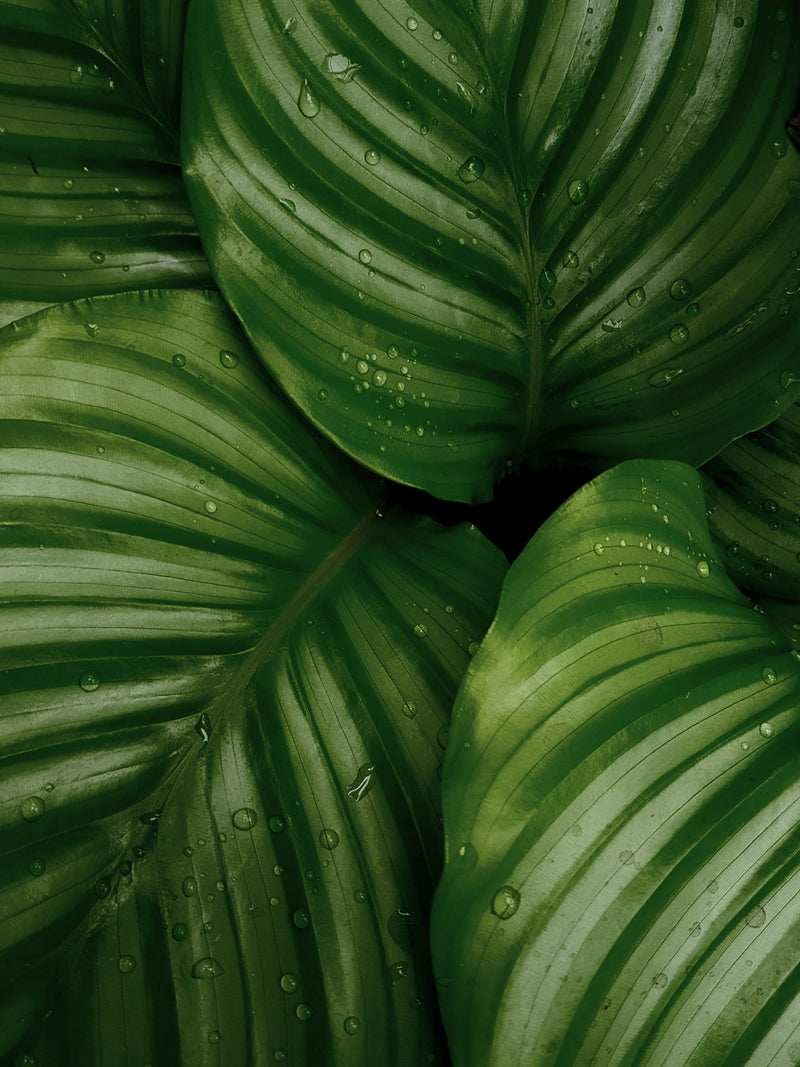 What Is Clean Beauty? - Osmia