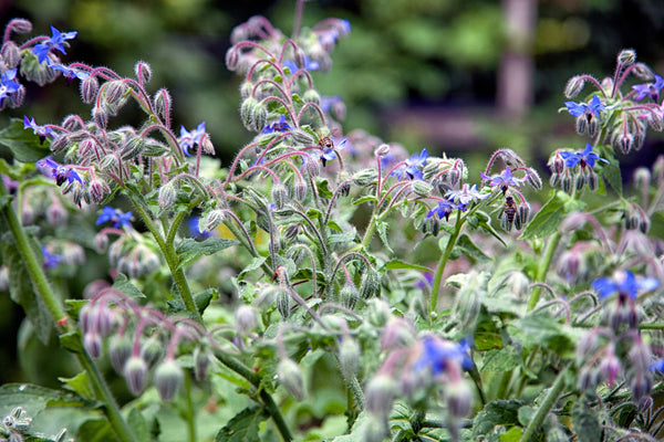 What's So Special About Borage Seed Oil? - Osmia