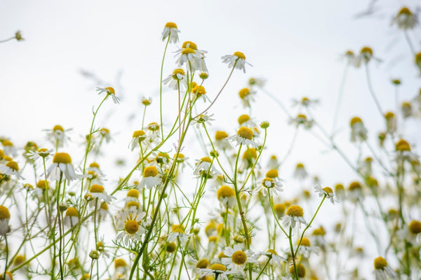 What's So Special About Chamomile? - Osmia