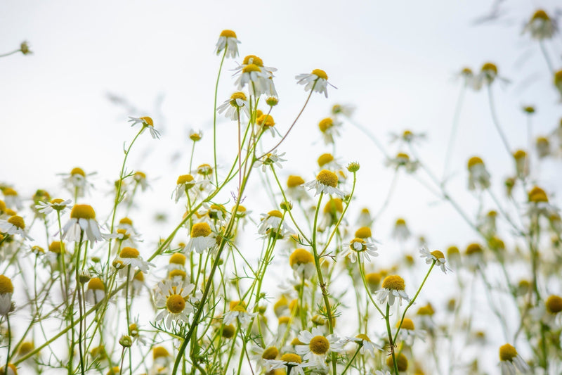 What's So Special About Chamomile? - Osmia