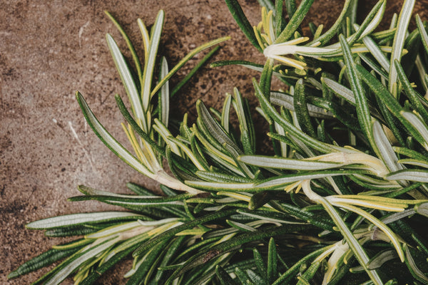 Rosemary Oil for Hair Growth: What the Research Shows - Osmia