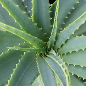Organic aloe