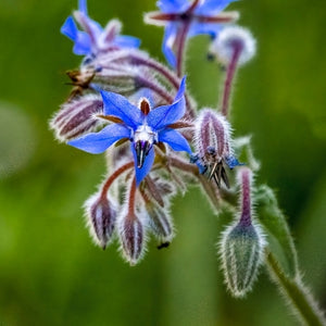 Organic borage seed oil