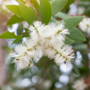Organic cajeput essential oil