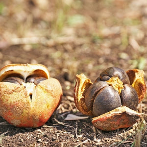 Organic camellia seed oil