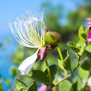 Caper extract