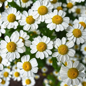 Roman chamomile essential oil
