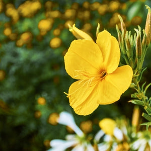 Organic evening primrose oil