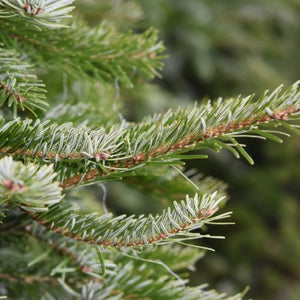 Organic balsam fir needle essential oil