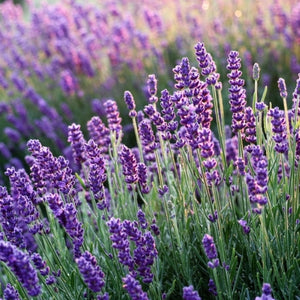 French lavender maillette essential oil