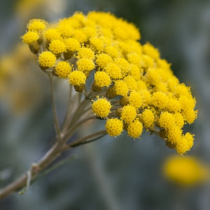 Organic helichrysum essential oil