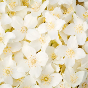 Organic jasmine extract
