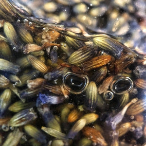 Organic lavender-infused olive oil