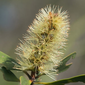 Organic niaouli essential oil