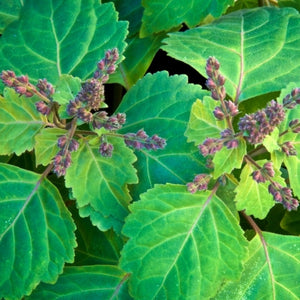 Organic patchouli essential oil
