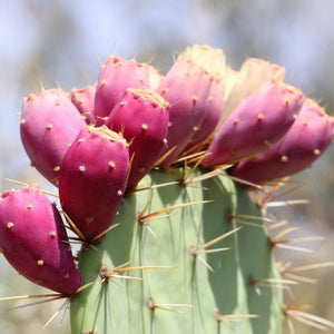 Organic prickly pear seed oil