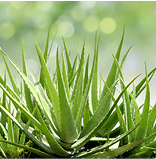 Aloe