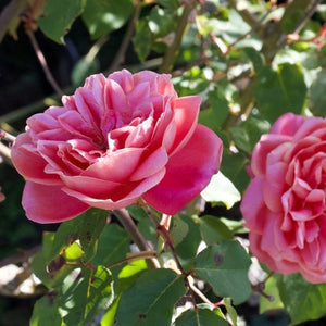 Organic rose otto essential oil