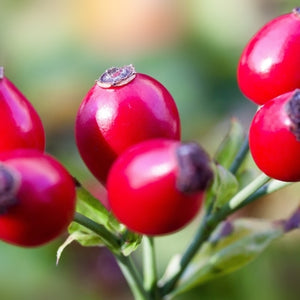 Organic rosehip seed oil