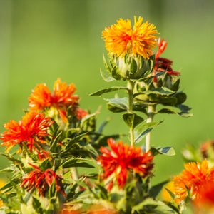 Organic safflower oil