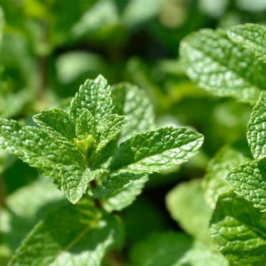 Organic spearmint essential oil