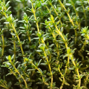 Thyme essential oil