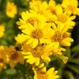 Arnica CO2 extract