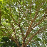Sandalwood essential oil (santalum album)